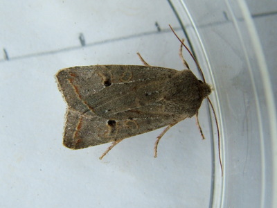 Red-line Quaker